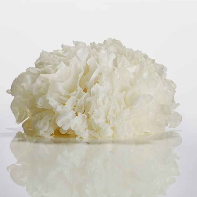 close up entire view of fresh snow fungus snow mushroom  tremella fuciformis isolated on white background with reflection