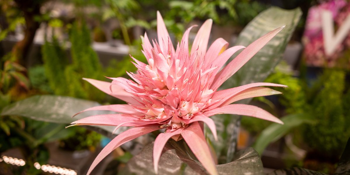 10 Best Types of Bromeliads to Grow for Some Tropical Flair