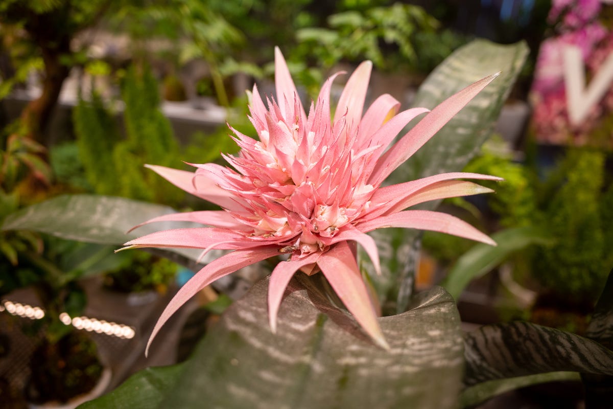 10 Best Bromeliad Types to Brighten Up Your Home