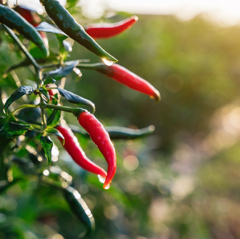 close up fresh chilli pepper in garden concept, organic chillies vegetable planting in farm countryside, red and green fruit peppers on stem