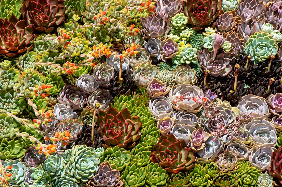 close up of beautiful sempervivum plants ground cover flowers