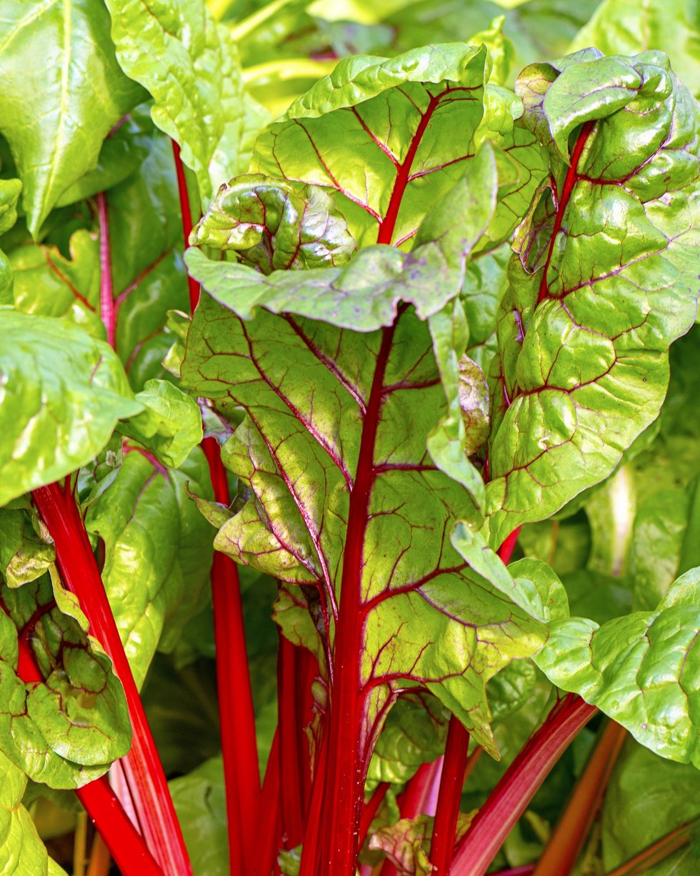 easiest vegetables to grow swiss chard