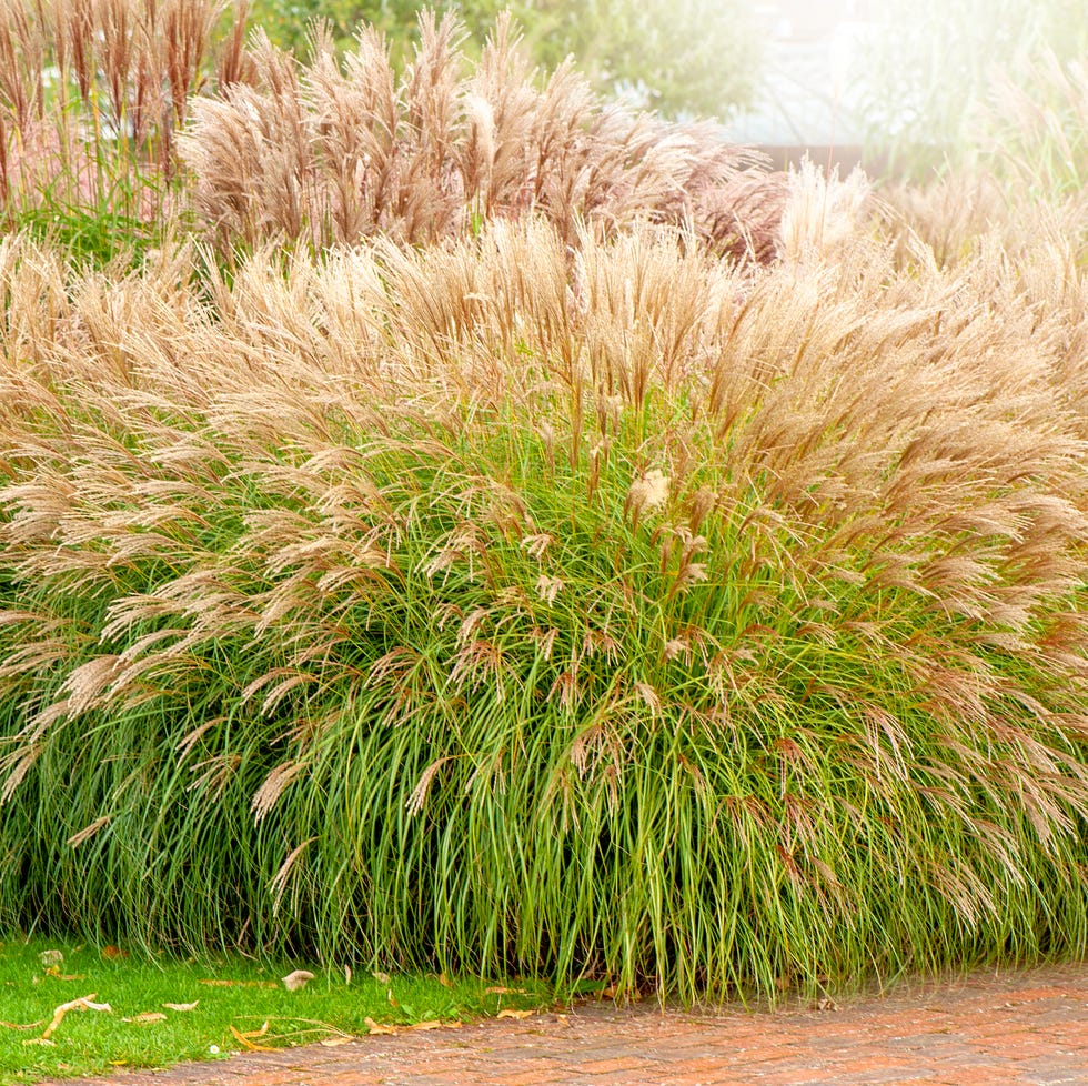 low maintenance front yard ornamental grass low maintenance front yard ideas ornamental grass