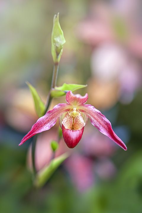 closeup image of a beautiful pink lady's slipper orchid against a soft background