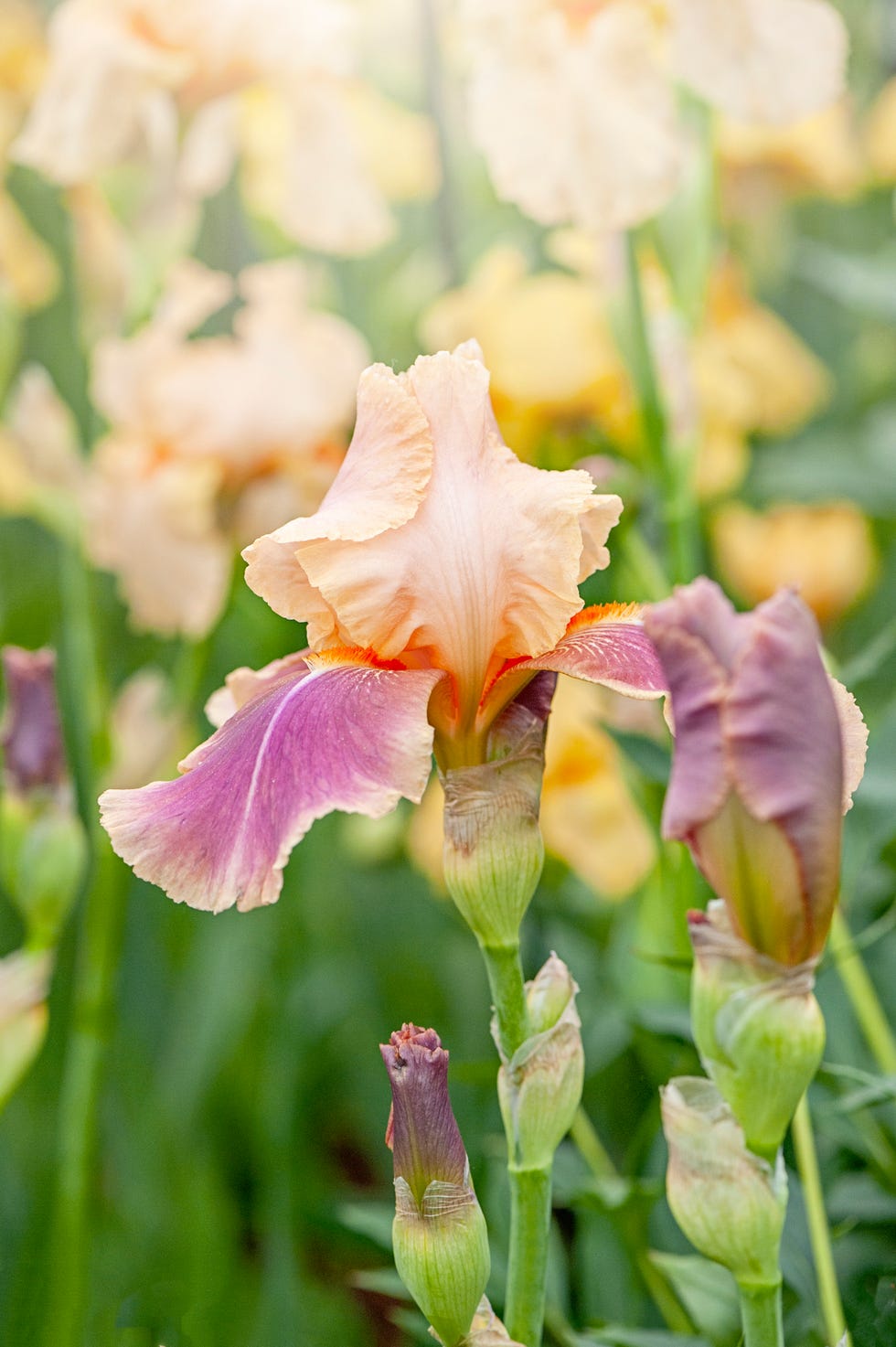 best perennials bearded iris