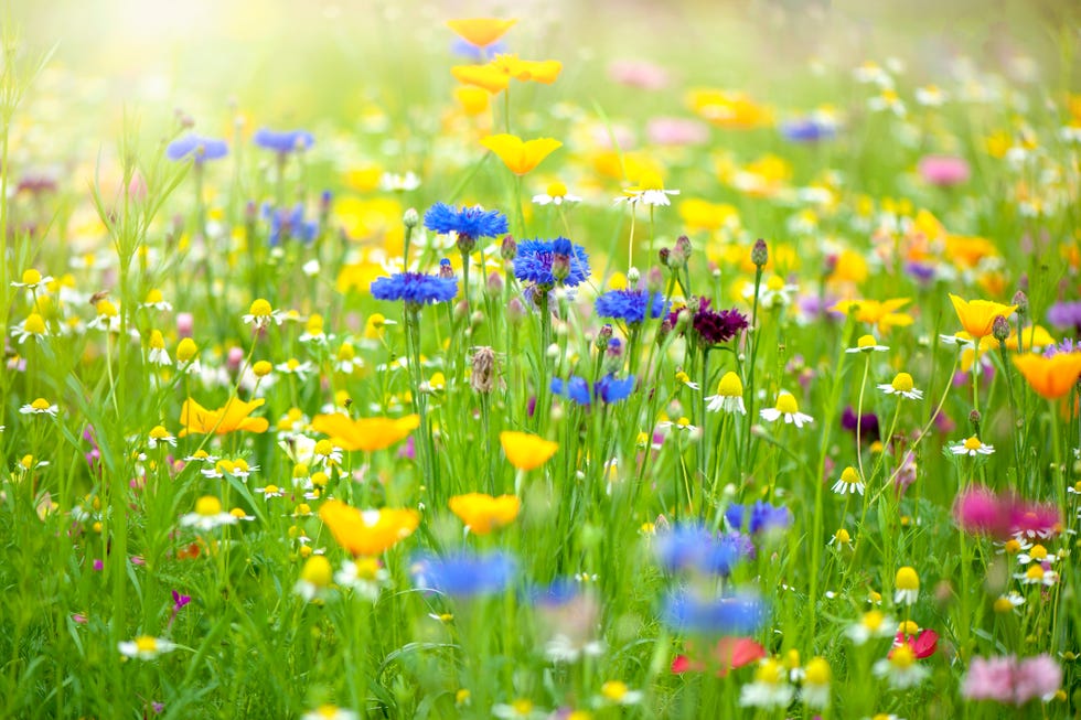 Close-up of a beautiful summer wildflower meadow under the hazy sun Close-up of a beautiful summer wildflower meadow under the hazy sun