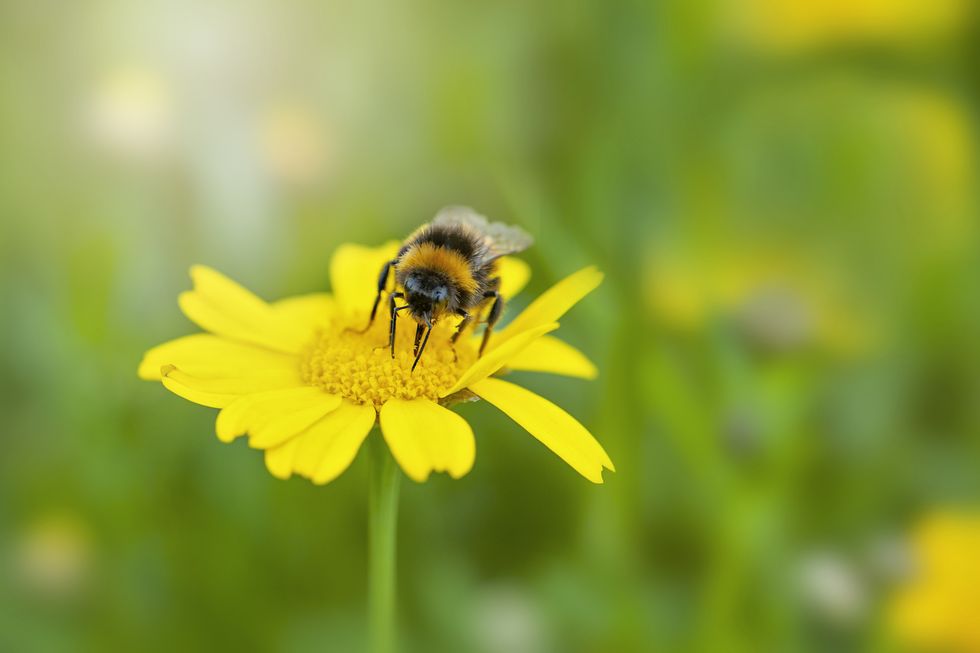 close up image of a bee collecting pollen from a yellow corn marigold summer wild flower