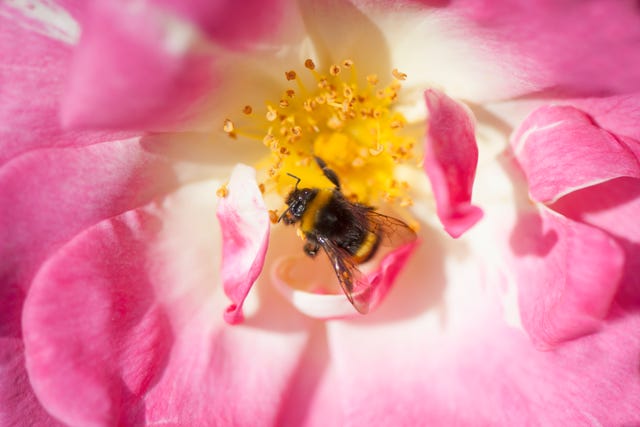 Honeybees Are Dying Due to the Almond Industry