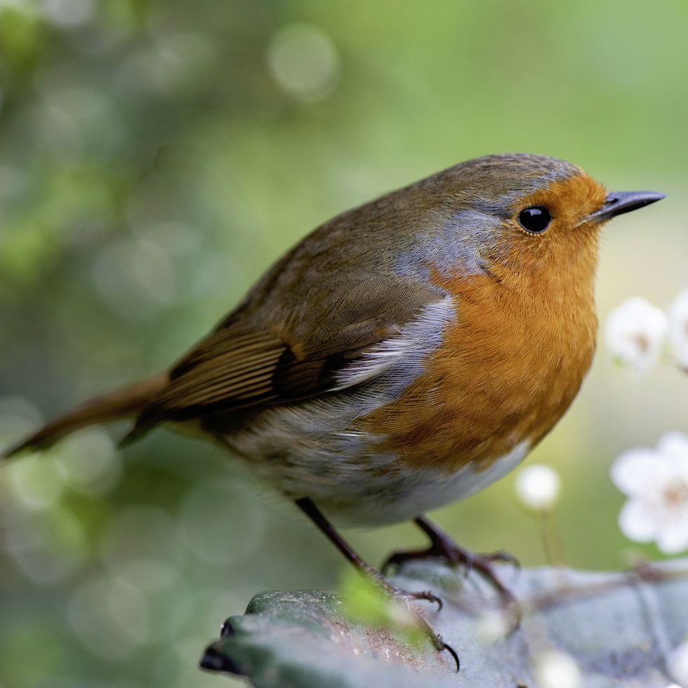 close up image of a european robin, known simply as the robin or robin redbreast in the british isles
