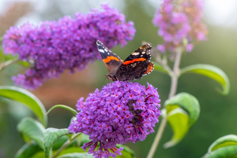 best flowering shrubs butterfly bush