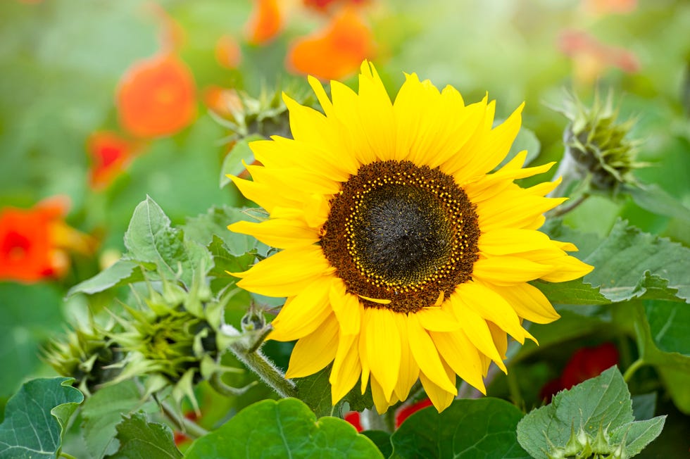 A close-up of a vibrant yellow sunflower also known as Helianthus annus A close-up of a vibrant yellow sunflower also known as helianthus annus