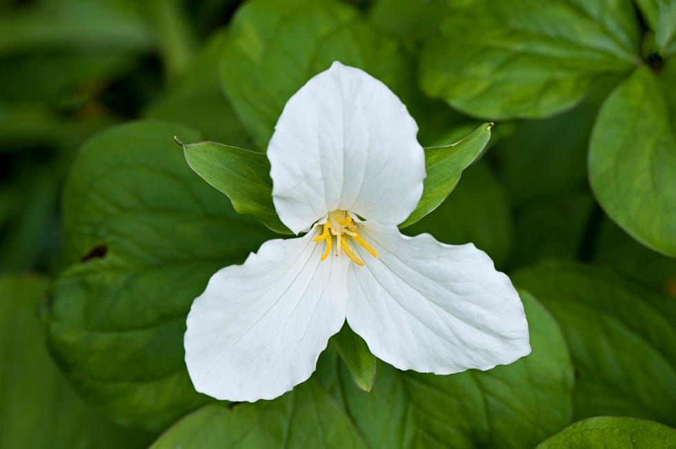 best shade perennials trillium