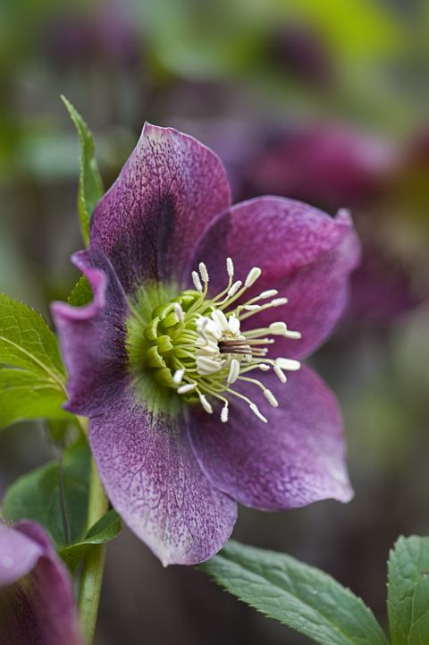 Close-up image of a spring flowering, dark pink Hellebore flower also known as the Lenten Rose or Christmas Rose
