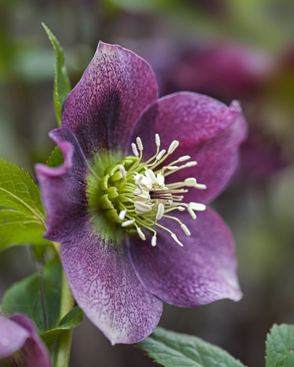 close up image of a spring flowering, dark pink hellebore flower also known as the lenten rose or christmas rose