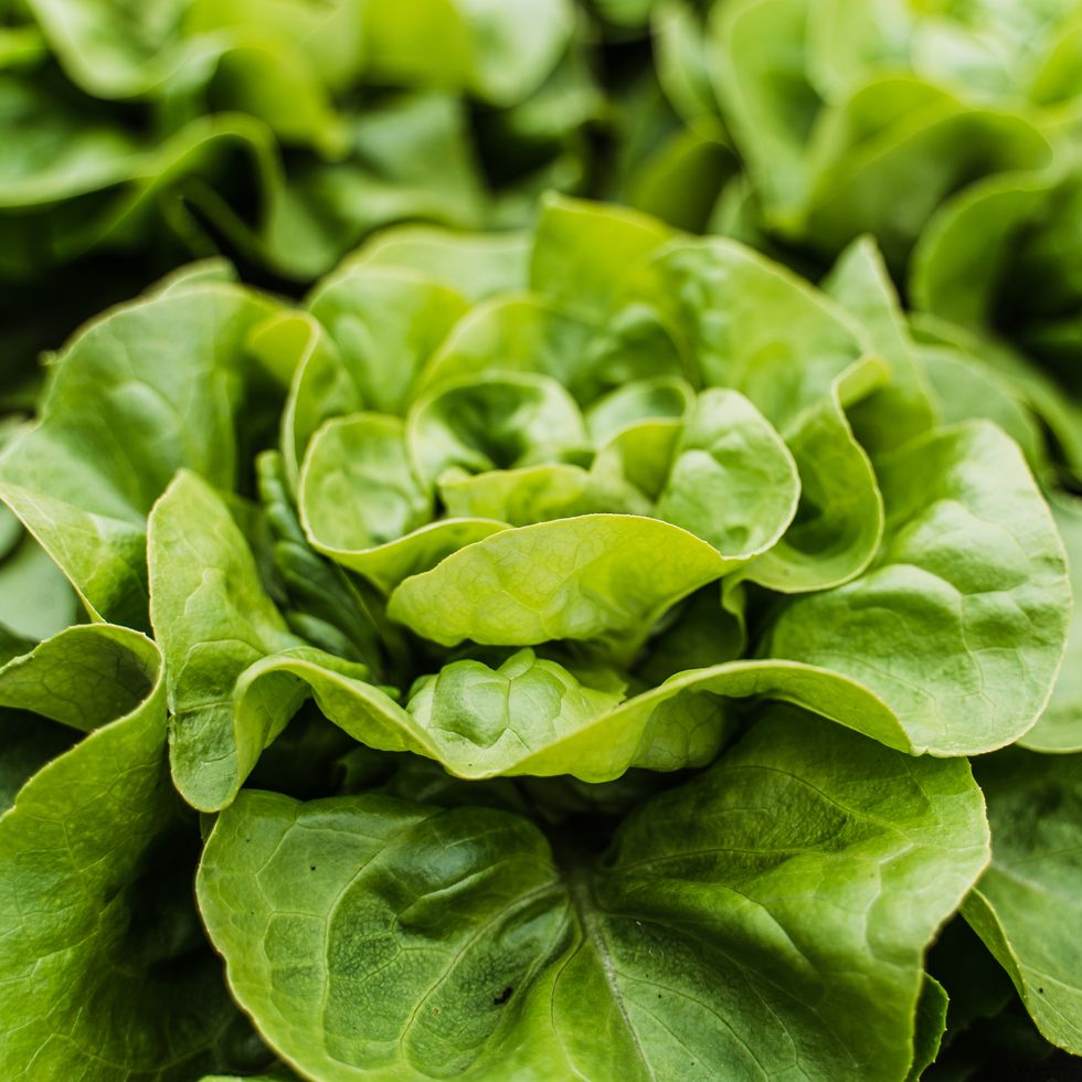 close up image of green lettuce
