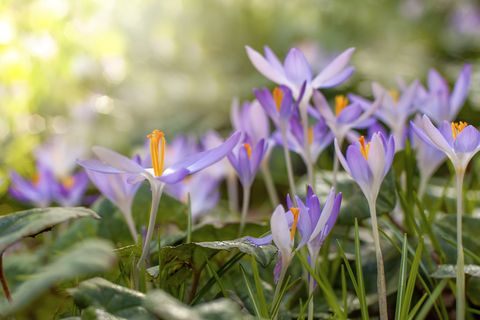 close up image of pretty little spring flowering purple crocus flowers