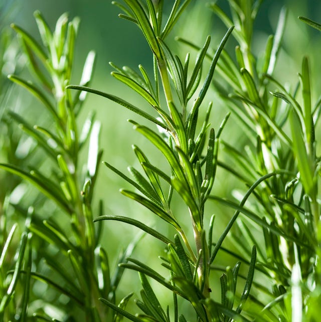 Close up image of rosemary growing in a garden