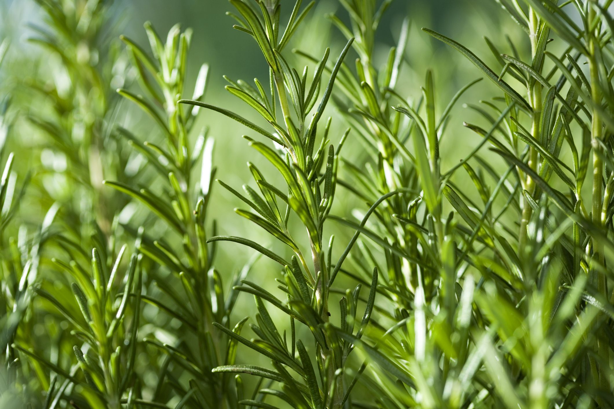 Juniper Berries Increase In UK, Plant Life Has Found