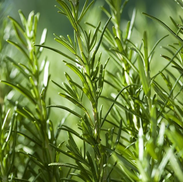 Close up image of rosemary growing in a garden
