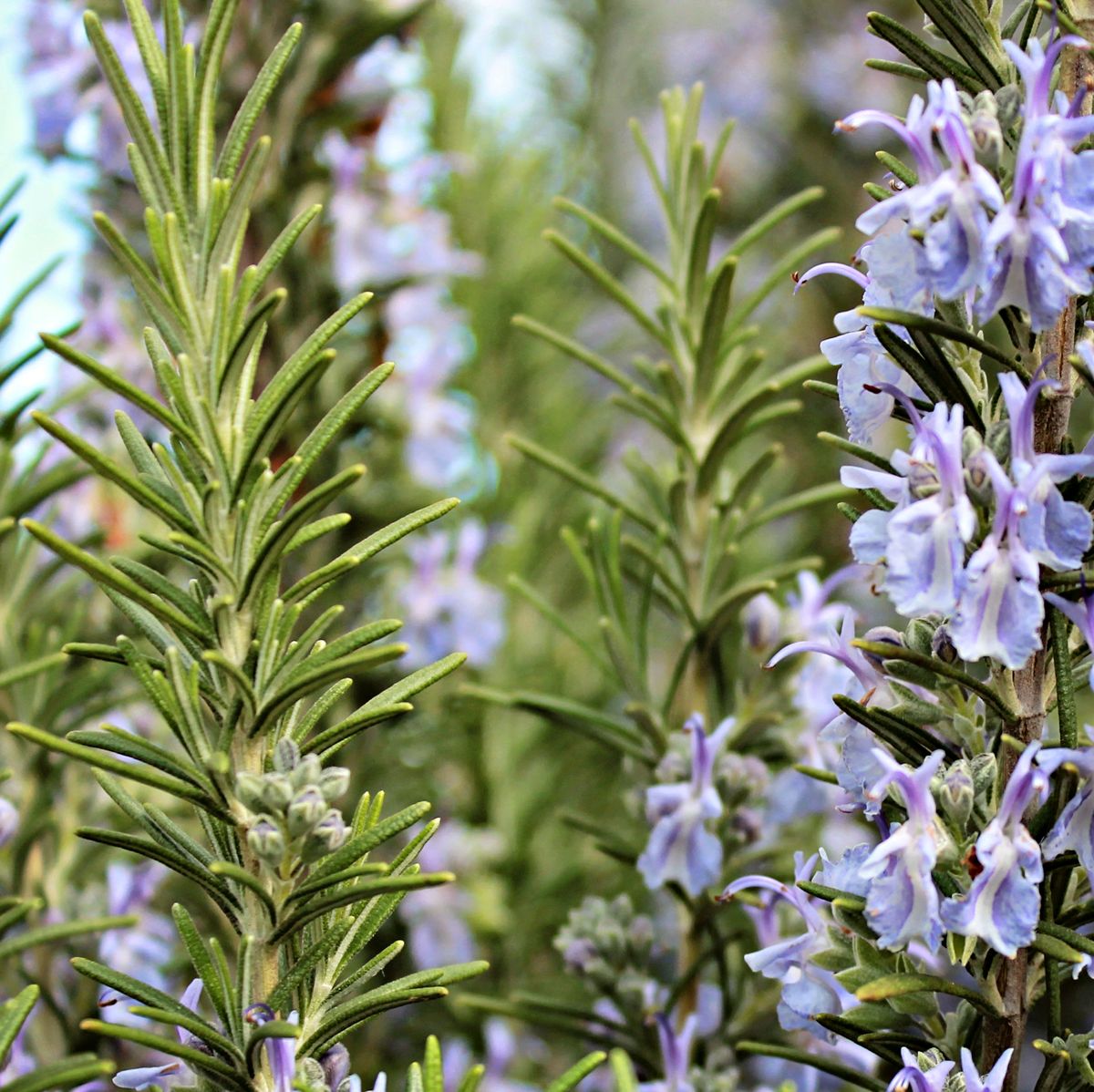 Expert Advice on How to Grow Rosemary from a Plant Stylist 2023