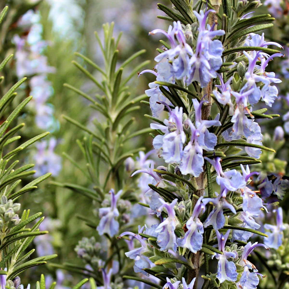 Expert Advice on How to Grow Rosemary from a Plant Stylist 2023