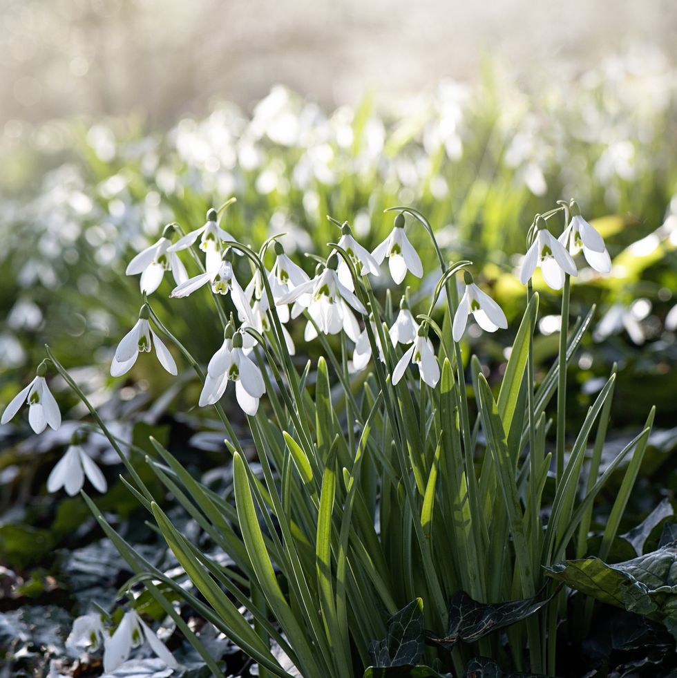 close up image of spring flowering white snowdrop flowers also known as galanthus nivalis, back lit in the sunshine