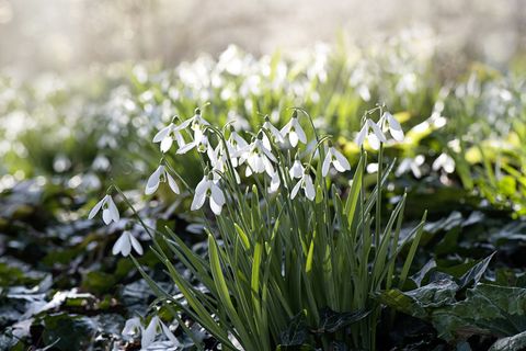 close up image of spring flowering white snowdrop flowers also known as galanthus nivalis, back lit in the sunshine