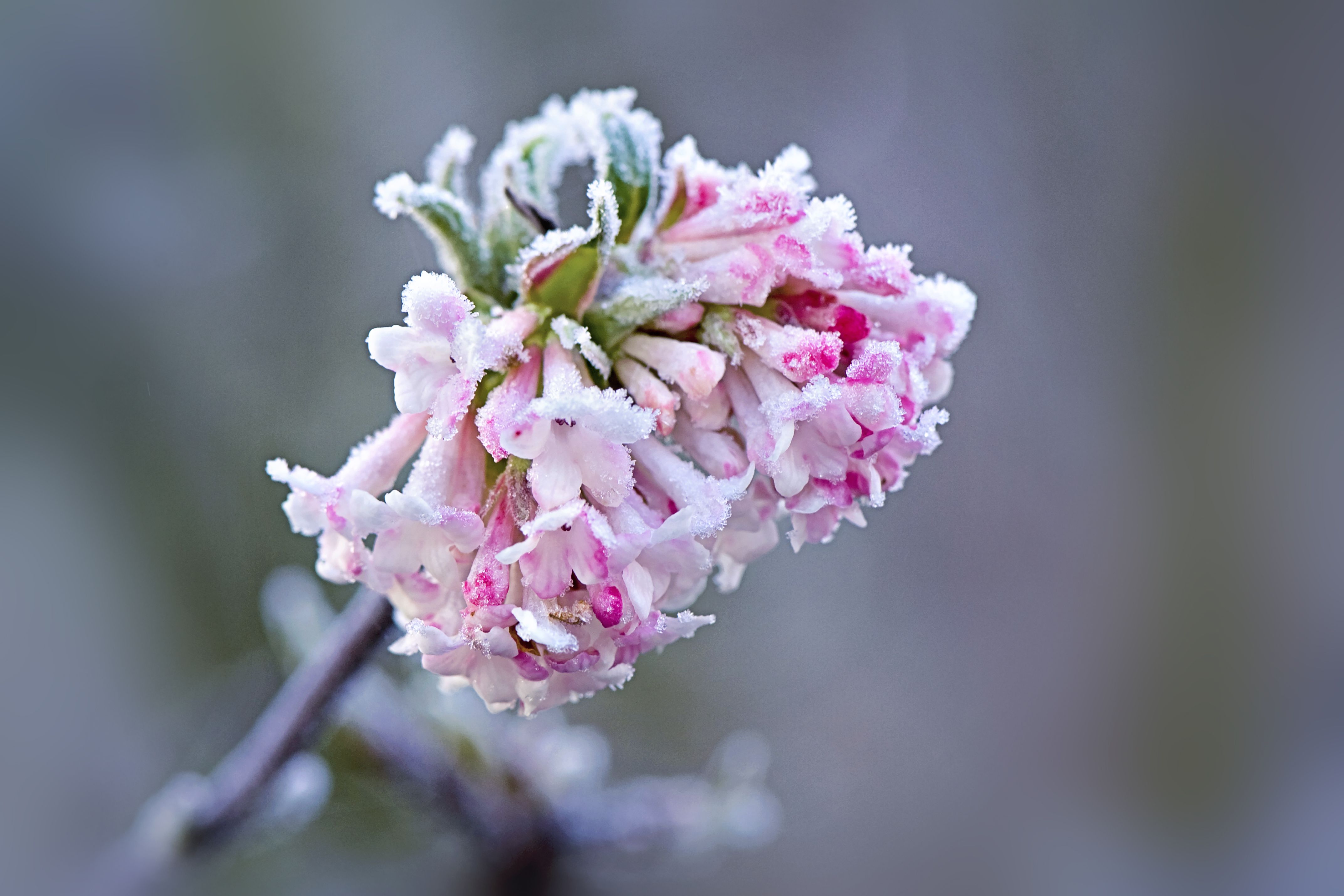 Plants That Bloom in Late Winter or Early Spring - FineGardening
