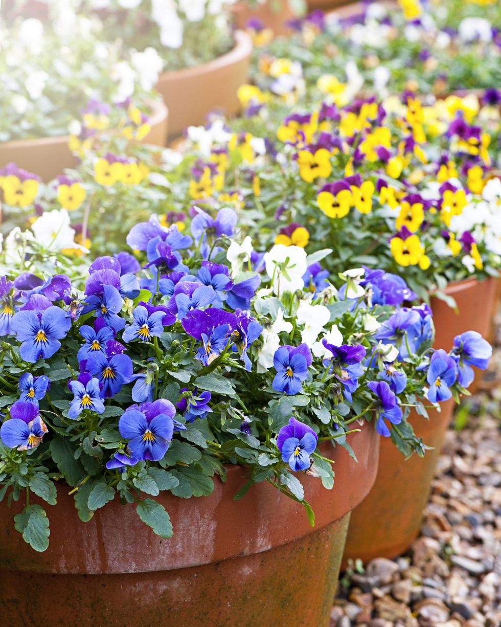 close up image of spring violas and pansies in terracotta flowerpots