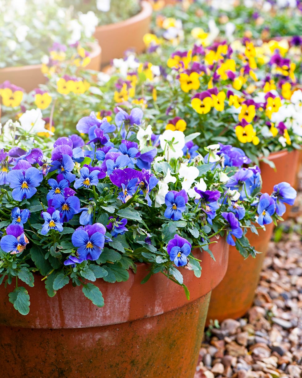 close up image of spring violas and pansies in terracotta flowerpots