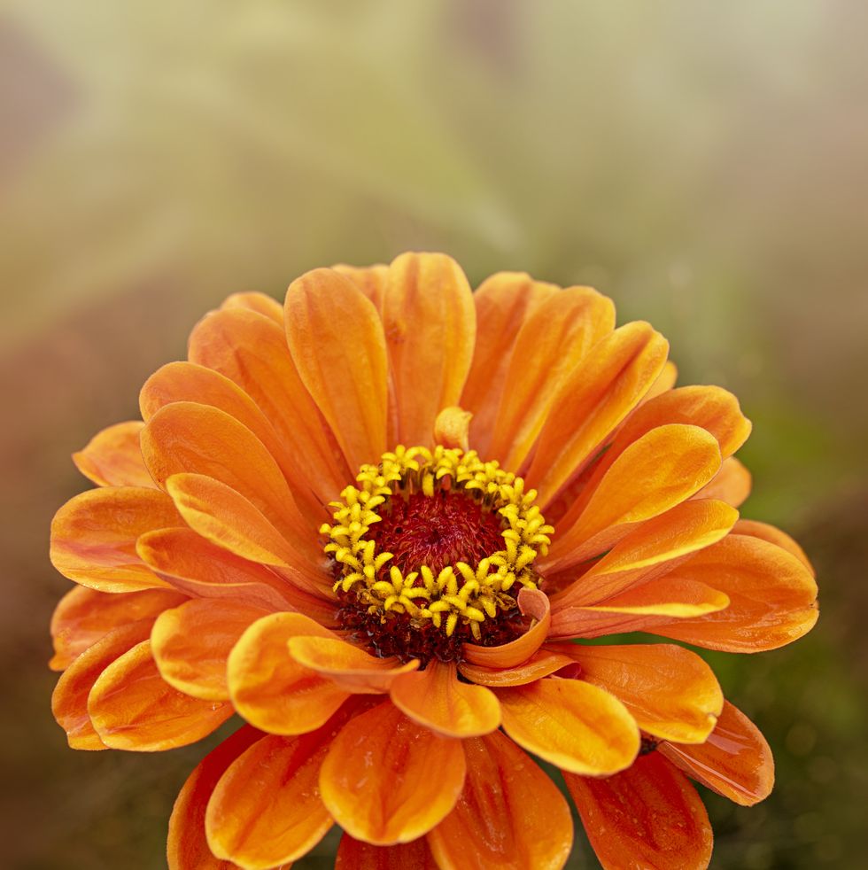 orange flowers zinnia