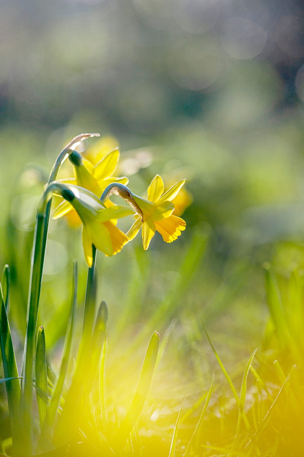 beautiful yellow flower