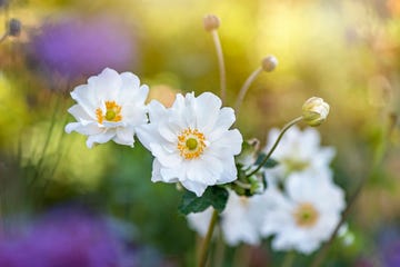 close up image of the beautiful late summer flowering anemone 'honorine jobert' flower also known as the japanese anemone