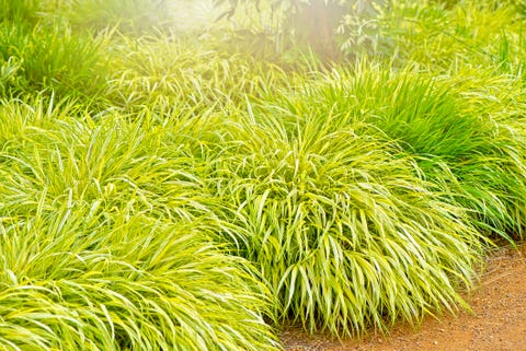 ornamental grass hakonechloa macra 'aureola' golden hakonechloa