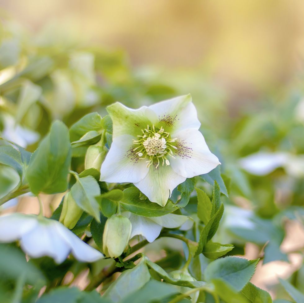 close up image of the beautiful spring flowering white hellebore flower also known as lenten or christmas rose