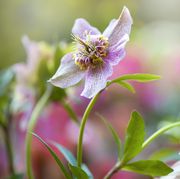 close up image of the beautiful spring flowering pink helleborus x hybridus 'tutu' also known as the lenten or christmas rose flowers