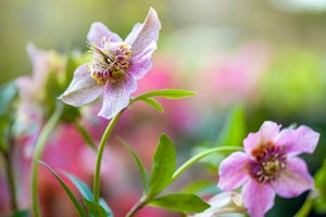 close up image of the beautiful spring flowering pink helleborus x hybridus 'tutu' also known as the lenten or christmas rose flowers