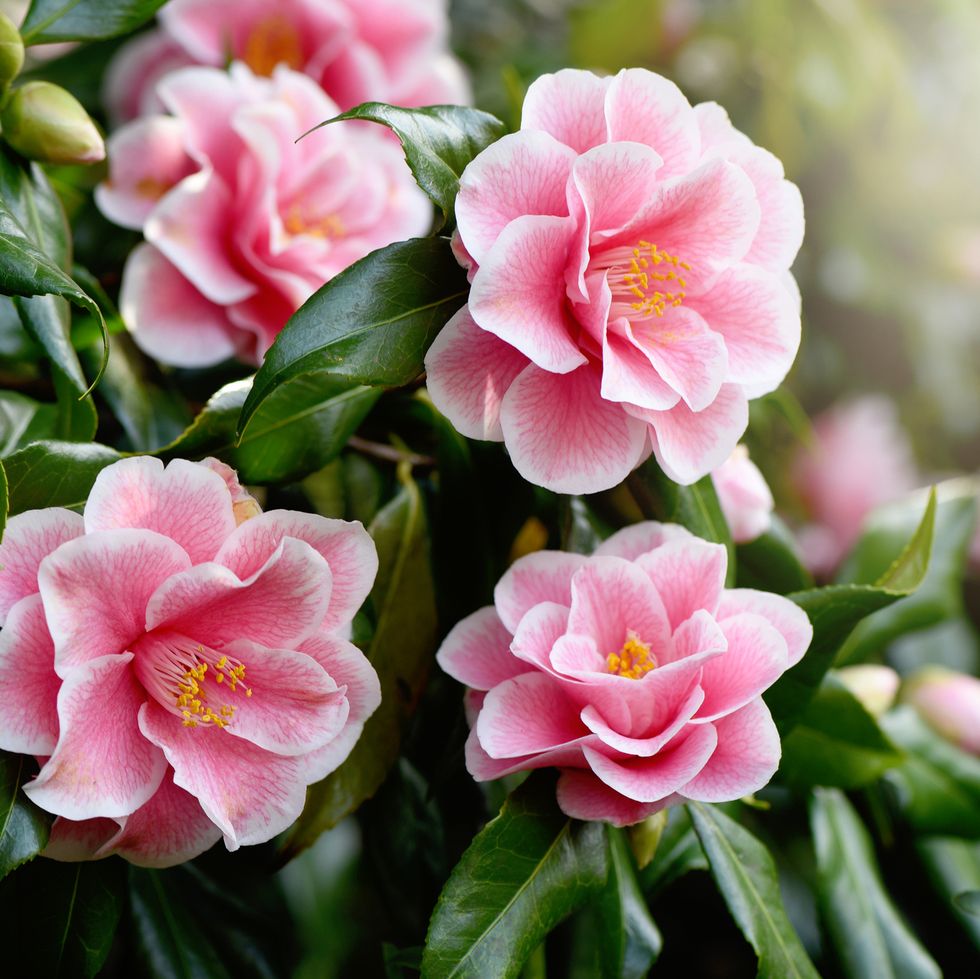 close up image of the beautiful spring flowering, pink camellia 'yours truly' flower