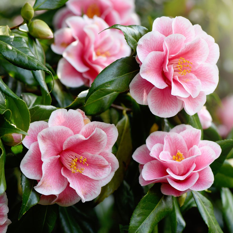 close up image of the beautiful spring flowering, pink camellia 'yours truly' flower