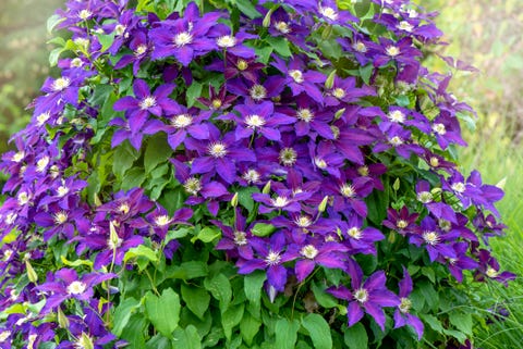 close up image of the beautiful summer flowering climbing clematis ‘warszawska nike’ on a garden trellis