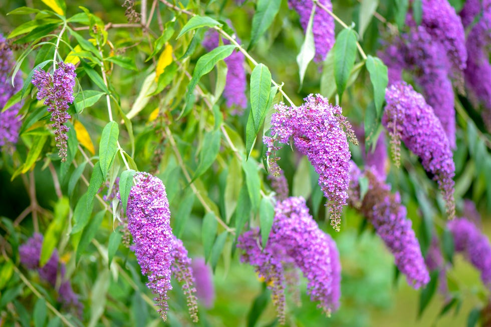 close up image of the beautiful summer flowering buddleja, or buddleia, commonly known as the butterfly bush purple flower