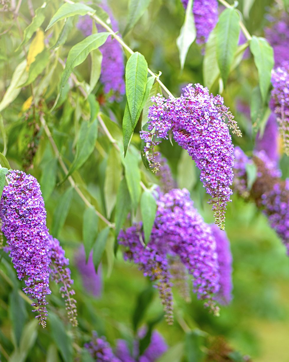 buddleja or buddleia commonly known as the butterfly bush purple flowers