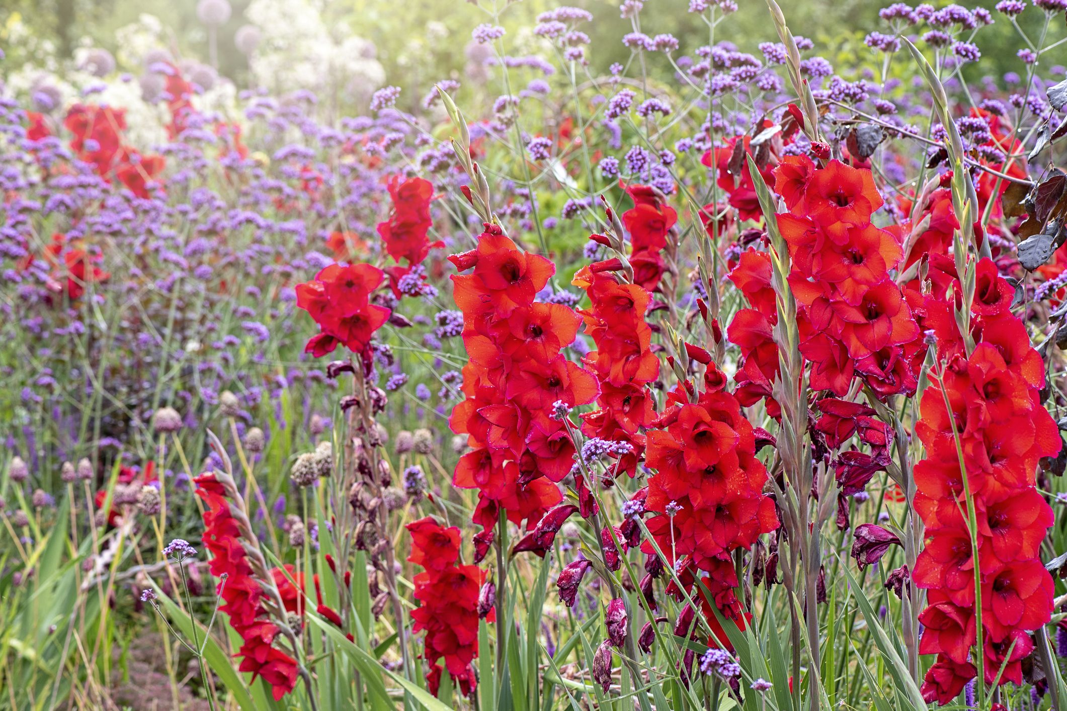 The 20 Best Spring Flowers to Plant Now
