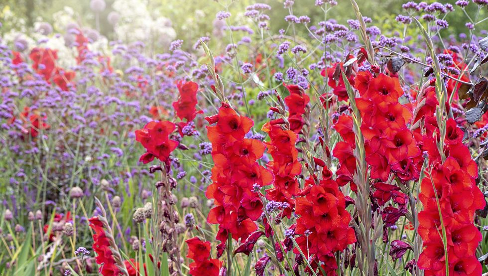close up image of the beautiful summer flowering vibrant red gladiolus flowers with purple verbena bonariensis flower also known as 'purpletop' or south american vervain