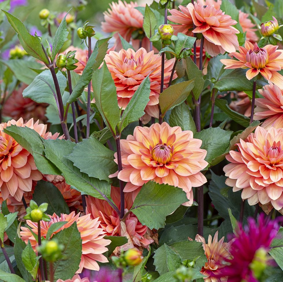30 Beautiful Orange Flowers to Plant in Your Garden in 2024