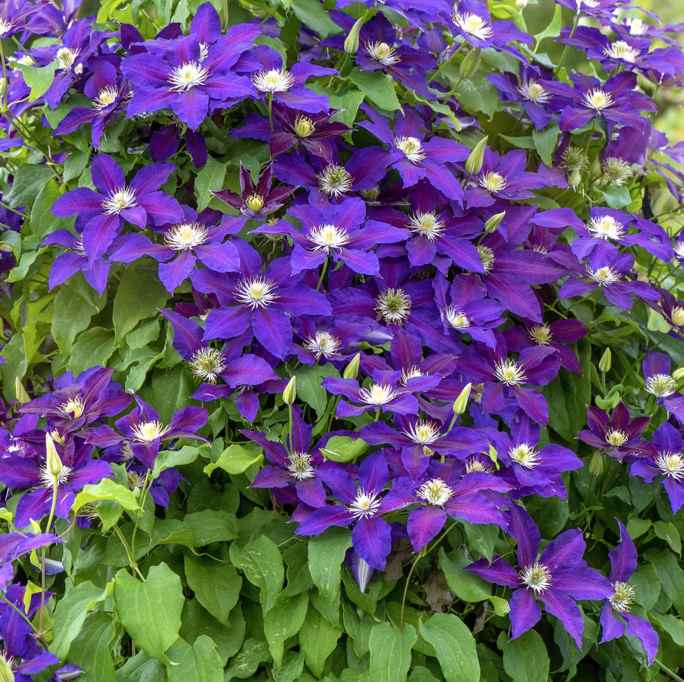 close up image of the beautiful summer flowering climbing clematis