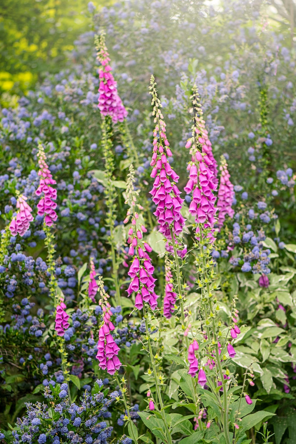 close up image of the beautiful summer flowering, english cottage garden flower foxglove also known as digitalis purpurea