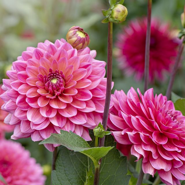 close up image of the beautiful summer flowering peach/coral coloured 'decorative' dahlia 'american dawn' flower