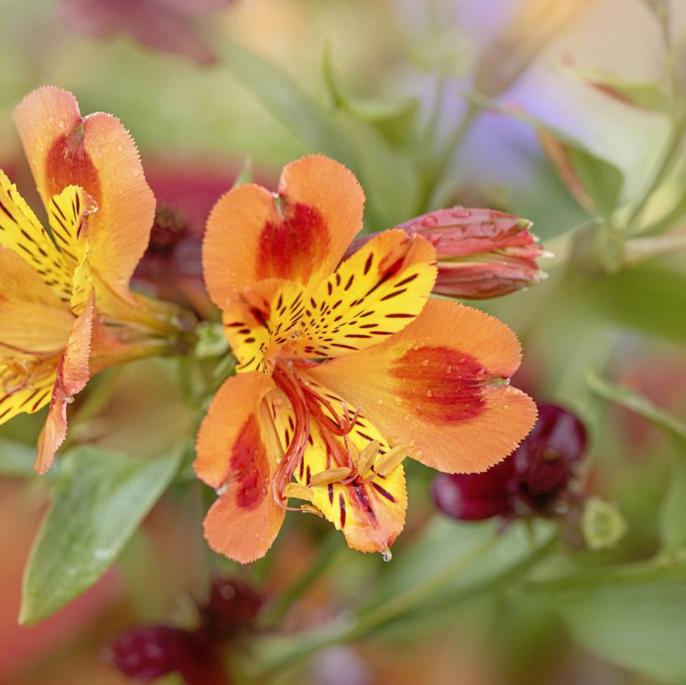 close up image of the beautiful, vibrant orange flowers of the alstroemeria, commonly called the peruvian lily or lily of the incas