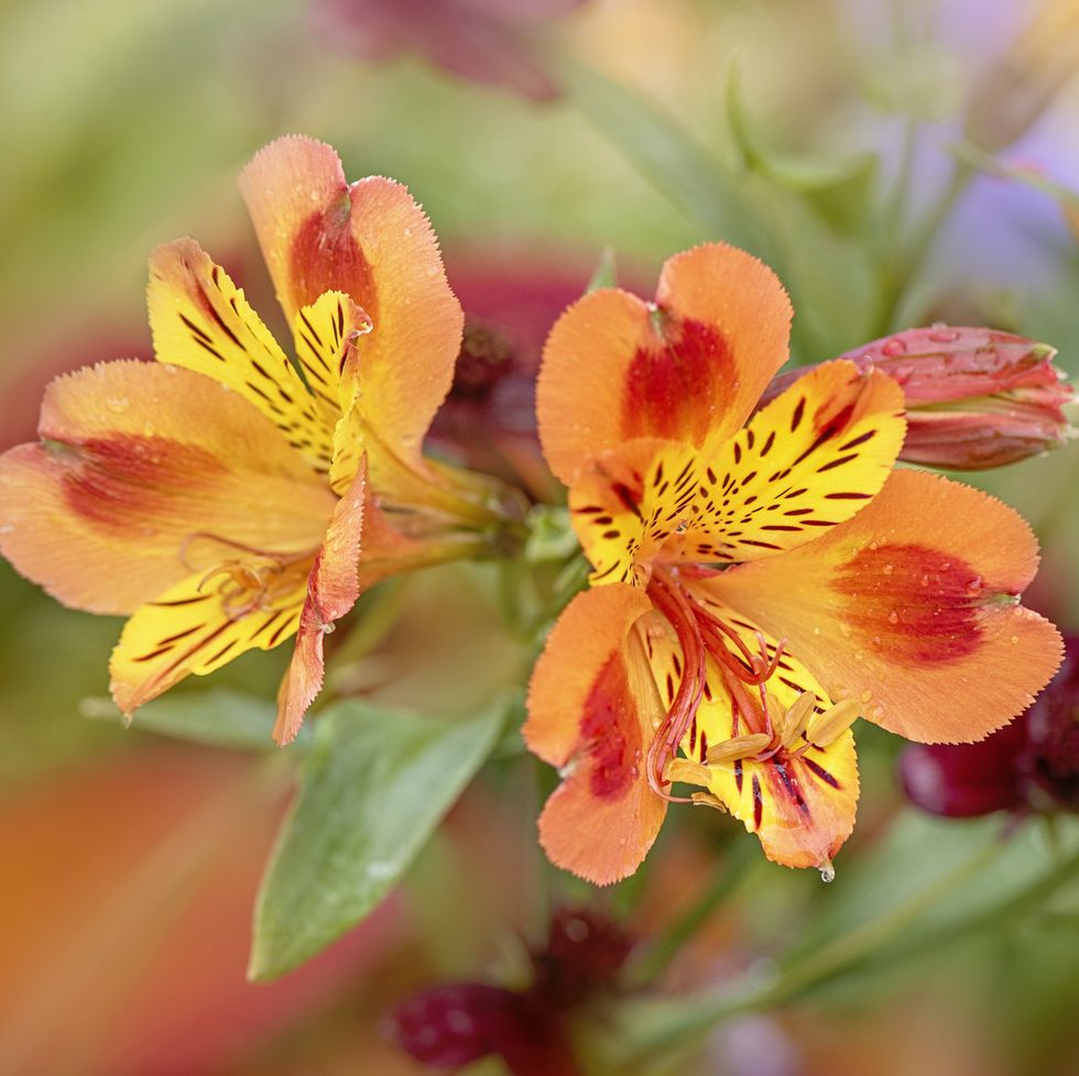 close up image of the beautiful, vibrant orange flowers of the alstroemeria, commonly called the peruvian lily or lily of the incas